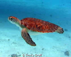 Turtle swimming off of Klein Curacao.  No lights used. by Stacy Groff 
